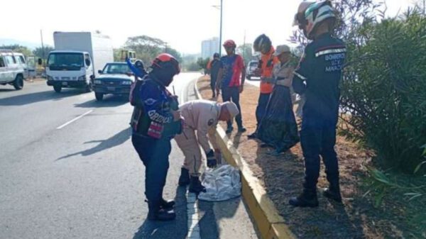 Cunaguaro muere arrollado en Maracay tras huir de incendios forestales