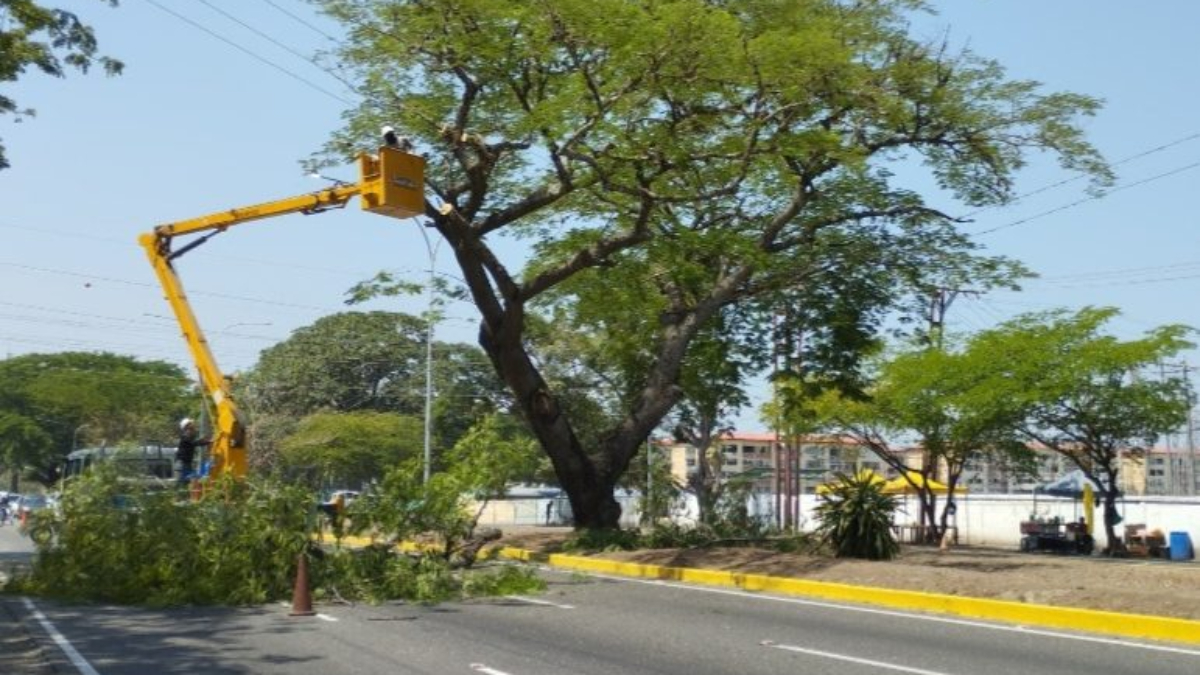 Corpoelec realiza poda fitosanitaria para evitar afectaciones eléctricas en Aragua