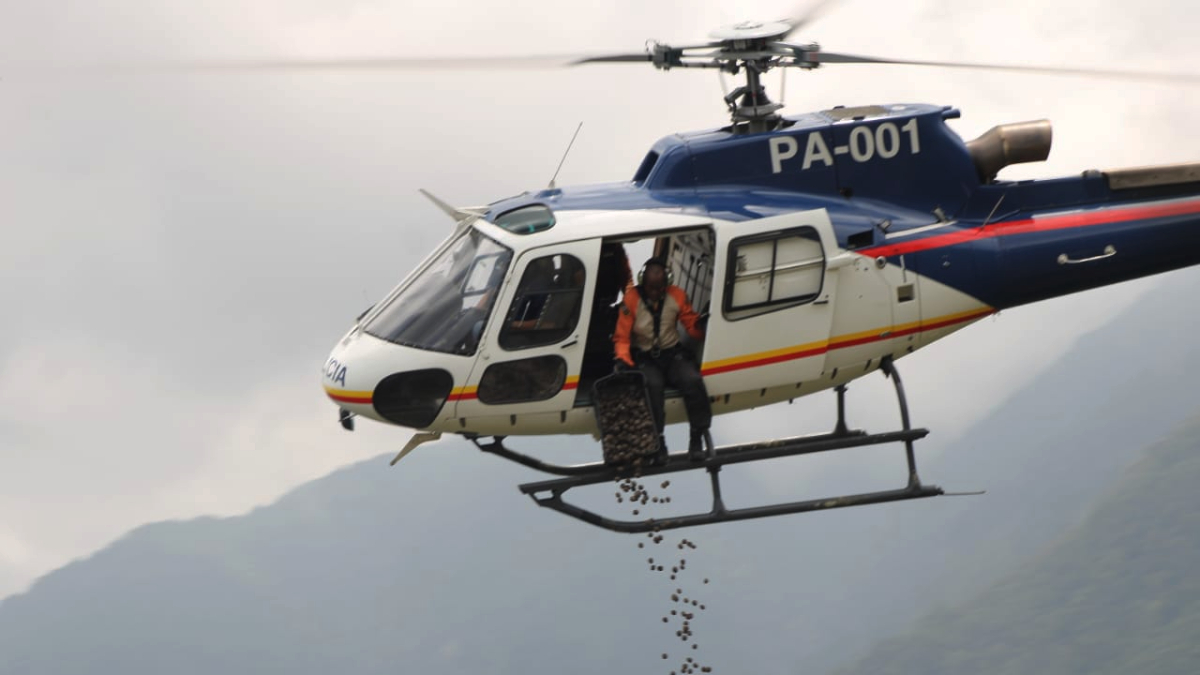 Reforestación masiva: Lanzan 20.000 semillas de araguaney en el Henri Pittier 